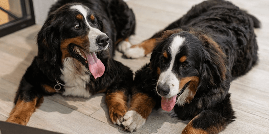 Join Thousands of Pet Parents Looking to Create Meaningful Companionships