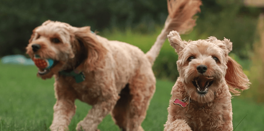 A Reliable Platform for Pet Companionship